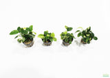 Anubias Nana Variegated_Aquarium Plant for sale