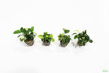 Anubias Nana Variegated_Aquarium Plant for sale