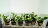 Anubias Nana Variegated_Aquarium Plant for sale