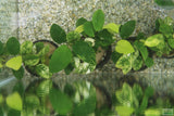 Anubias Nana Variegated_Aquarium Plant for sale
