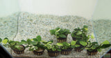 Anubias Nana Variegated_Aquarium Plant for sale