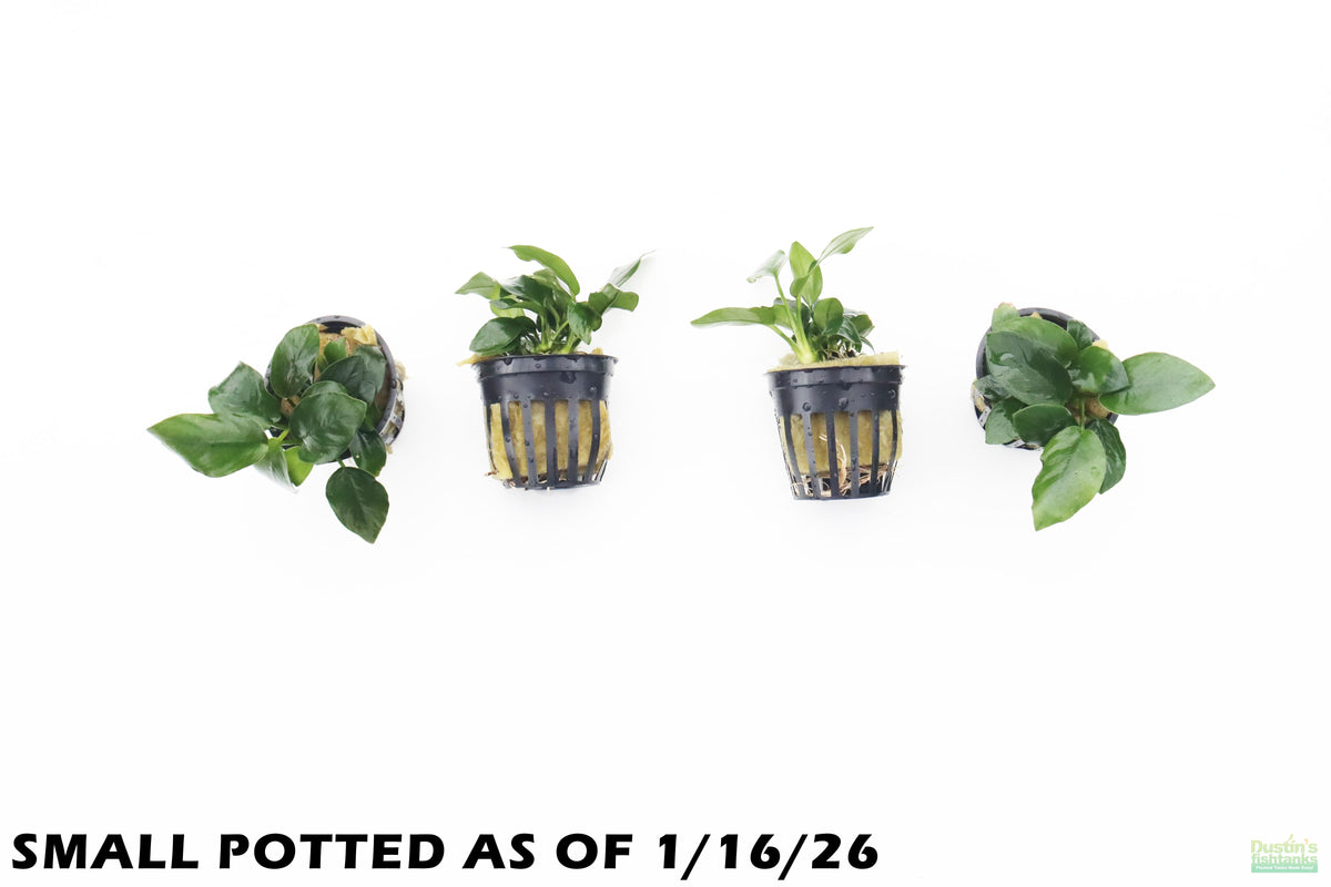 Anubias Nana (Our Best Selling Anubias Aquarium Plant)