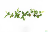 Anubias heterophylla_Aquarium plant for sale_aquarium plants for sale