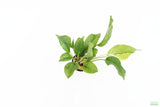 Anubias heterophylla_Aquarium plant for sale_aquarium plants for sale