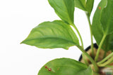 Anubias heterophylla_Aquarium plant for sale_aquarium plants for sale