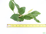 Anubias heterophylla_Aquarium plant for sale_aquarium plants for sale