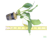 Anubias heterophylla_Aquarium plant for sale_aquarium plants for sale