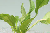 Anubias heterophylla_Aquarium plant for sale_aquarium plants for sale