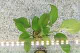 Anubias heterophylla_Aquarium plant for sale_aquarium plants for sale