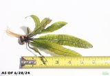 Aponogeton Boivinianus_Aquarium Plant for sale