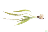 Aponogeton Longiplumulosus_Aquarium plant for sale