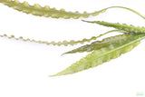 Aponogeton Longiplumulosus_Aquarium plant for sale