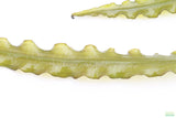 Aponogeton Longiplumulosus_Aquarium plant for sale