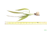 Aponogeton Longiplumulosus_Aquarium plant for sale