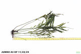 Bolbitus Heudelotii