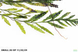 Bolbitus Heudelotii