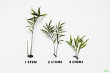 Bolbitus Heudelotii_African Water Fern_Bullet Proof_How many stems_Aquarium Plant For Sale