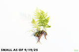 Bolbitus Heudelotii_African Water Fern_Small_Aquarium Plant For Sale