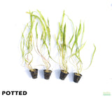 Cryptocoryne Balansae_Crypt_Crypts_Aquarium PLant_Aquarium Plants For Sale