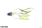 Cryptocoryne Balansae_Crypt_Crypts_Aquarium PLant_Aquarium Plants For Sale