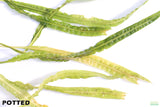 Cryptocoryne Balansae_Crypt_Crypts_Aquarium PLant_Aquarium Plants For Sale