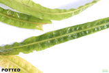 Cryptocoryne Balansae_Crypt_Crypts_Aquarium PLant_Aquarium Plants For Sale