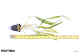 Cryptocoryne Balansae_Crypt_Crypts_Aquarium PLant_Aquarium Plants For Sale