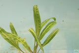 Cryptocoryne Balansae_Crypt_Crypts_Aquarium PLant_Aquarium Plants For Sale
