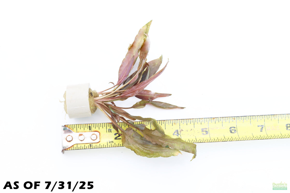 Cryptocoryne Becketii – DustinsFishtanks