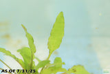 Cryptocoryne Lucens
