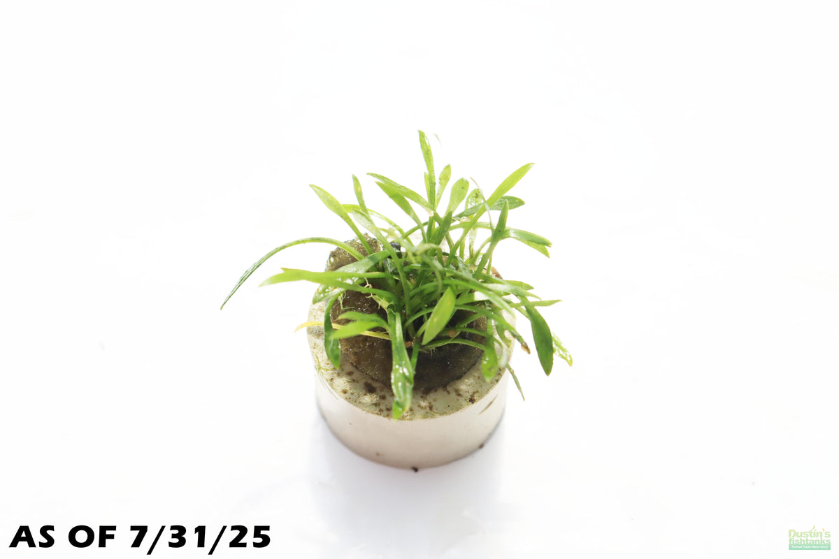 【LA1223-01z】Cryptocoryne sp. Min-2 GClfPYrb0AApF2s.jpg