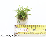 Cryptocoryne Parva_Short Crypt_Aquarium plant for sale_Aquarium plants for sale