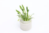 Cryptocoryne Parva_Short Crypt_Aquarium plant for sale_Aquarium plants for sale