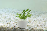 Cryptocoryne Parva_Short Crypt_Aquarium plant for sale_Aquarium plants for sale