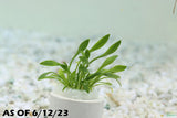 Cryptocoryne Parva_Short Crypt_Aquarium plant for sale_Aquarium plants for sale