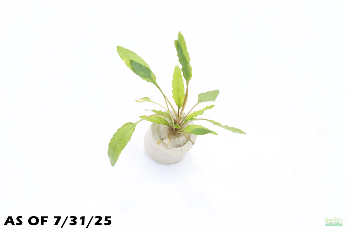 Crypt Wendtii Green (Classic Forground Aquarium Plant) (Bound