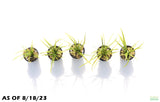 Dwarf Sag Potted_Sagittaria Subulata_Easiest Foreground Plant_Aquarium plant for sale_aquarium plants for sale