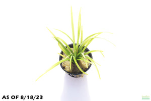 Dwarf Sagittaria Subulata (Easiest Foreground Plant)