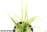 Dwarf Sag Potted_Sagittaria Subulata_Easiest Foreground Plant_Aquarium plant for sale_aquarium plants for sale