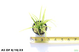 Dwarf Sag Potted_Sagittaria Subulata_Easiest Foreground Plant_Aquarium plant for sale_aquarium plants for sale