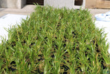 Dwarf Sag Potted_Sagittaria Subulata_Easiest Foreground Plant_Aquarium plant for sale_aquarium plants for sale