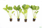 Echinodorus Harbich Sword_Aquarium Plant For Sale