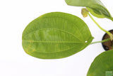 Echinodorus Harbich Sword_Aquarium Plant For Sale