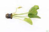 Echinodorus Harbich Sword_Aquarium Plant For Sale