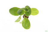 Echinodorus Harbich Sword_Aquarium Plant For Sale