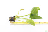 Echinodorus Harbich Sword_Aquarium Plant For Sale