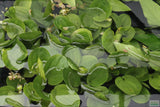 Echinodorus Harbich Sword_Aquarium Plant For Sale