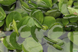Echinodorus Harbich Sword_Aquarium Plant For Sale