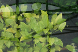 Echinodorus Marble Queen Sword_Aquarium Plant For Sale