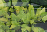 Echinodorus Marble Queen Sword_Aquarium Plant For Sale